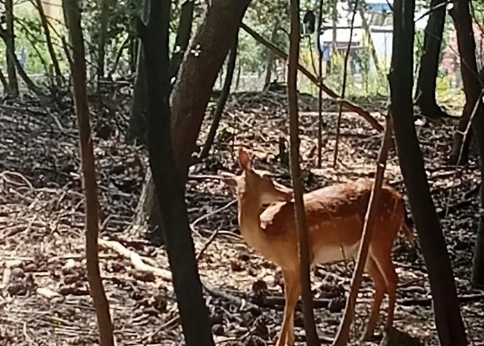 Apartment Iris Apartment-trilocale Vistamare, 50 M Dalla Lido delle Nazioni