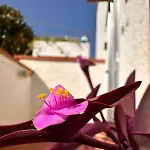 Iris Apartment-trilocale Vistamare, 50 M Dalla Apartamento *