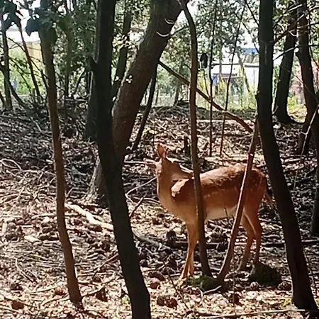 Апартаменты Iris Apartment-trilocale Vistamare, 50 M Dalla Лидо-делле-Национи